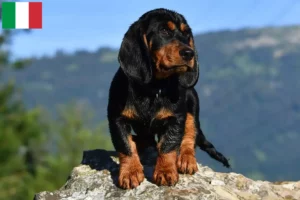 Read more about the article İtalya’da Alpine Dachsbracke yetiştiricileri ve köpek yavruları