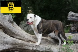 Read more about the article Baden-Württemberg’de Amerikan Bulldog yetiştiricileri ve köpek yavruları