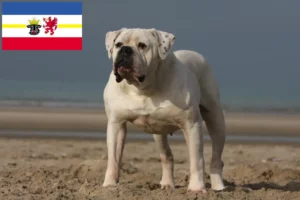 Read more about the article Mecklenburg-Vorpommern’de Amerikan Bulldog yetiştiricileri ve köpek yavruları