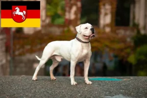 Read more about the article Aşağı Saksonya’daki Amerikan Bulldog yetiştiricileri ve köpek yavruları