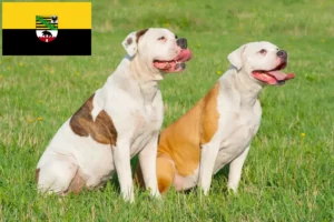 Read more about the article Saxony-Anhalt’da Amerikan Bulldog yetiştiricileri ve köpek yavruları