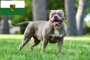 Read more about the article Saksonya’daki Amerikan Bulldog yetiştiricileri ve köpek yavruları