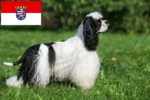 Read more about the article Hessen’de Amerikan Cocker Spaniel yetiştiricileri ve köpek yavruları