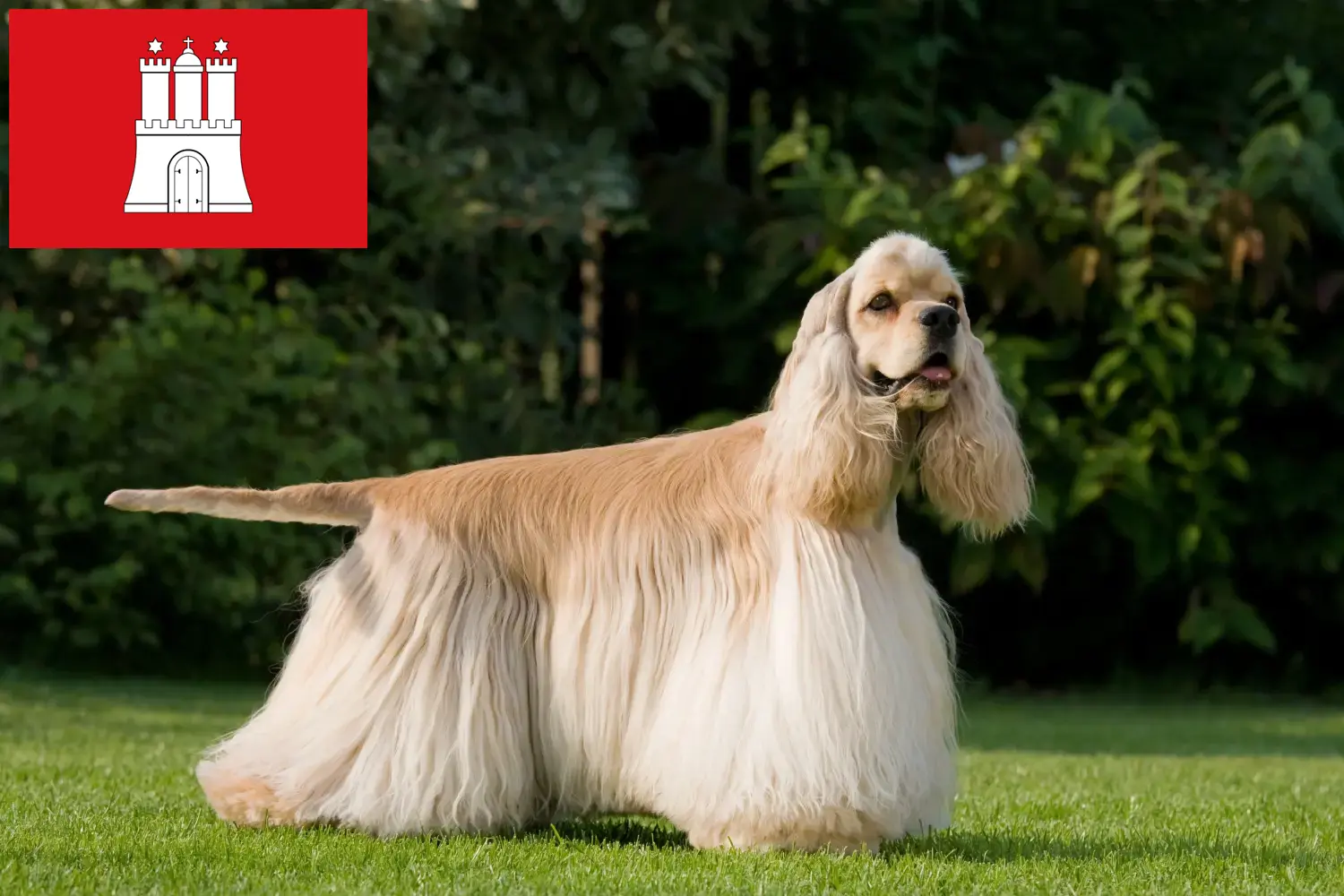 Read more about the article Hamburg’da Amerikan Cocker Spaniel yetiştiricisi ve köpek yavruları