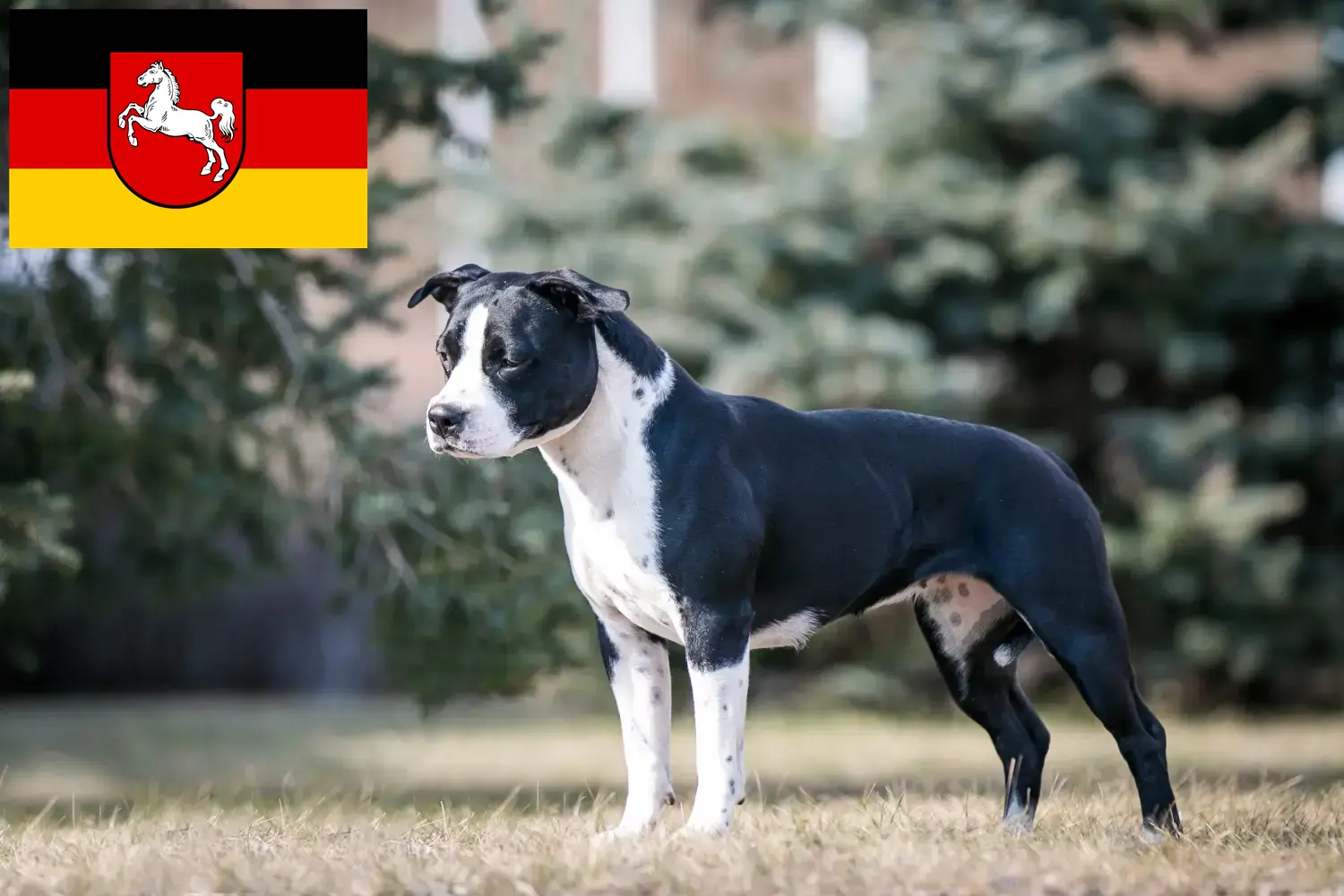 Amerikan Staffordshire Terrier yavru köpek ve yetiştiricileri Aşağı Saksonya Burada Aşağı Saksonya'daki Amerikan Staffordshire Terrier yetiştiricilerini bulabilirsiniz.
