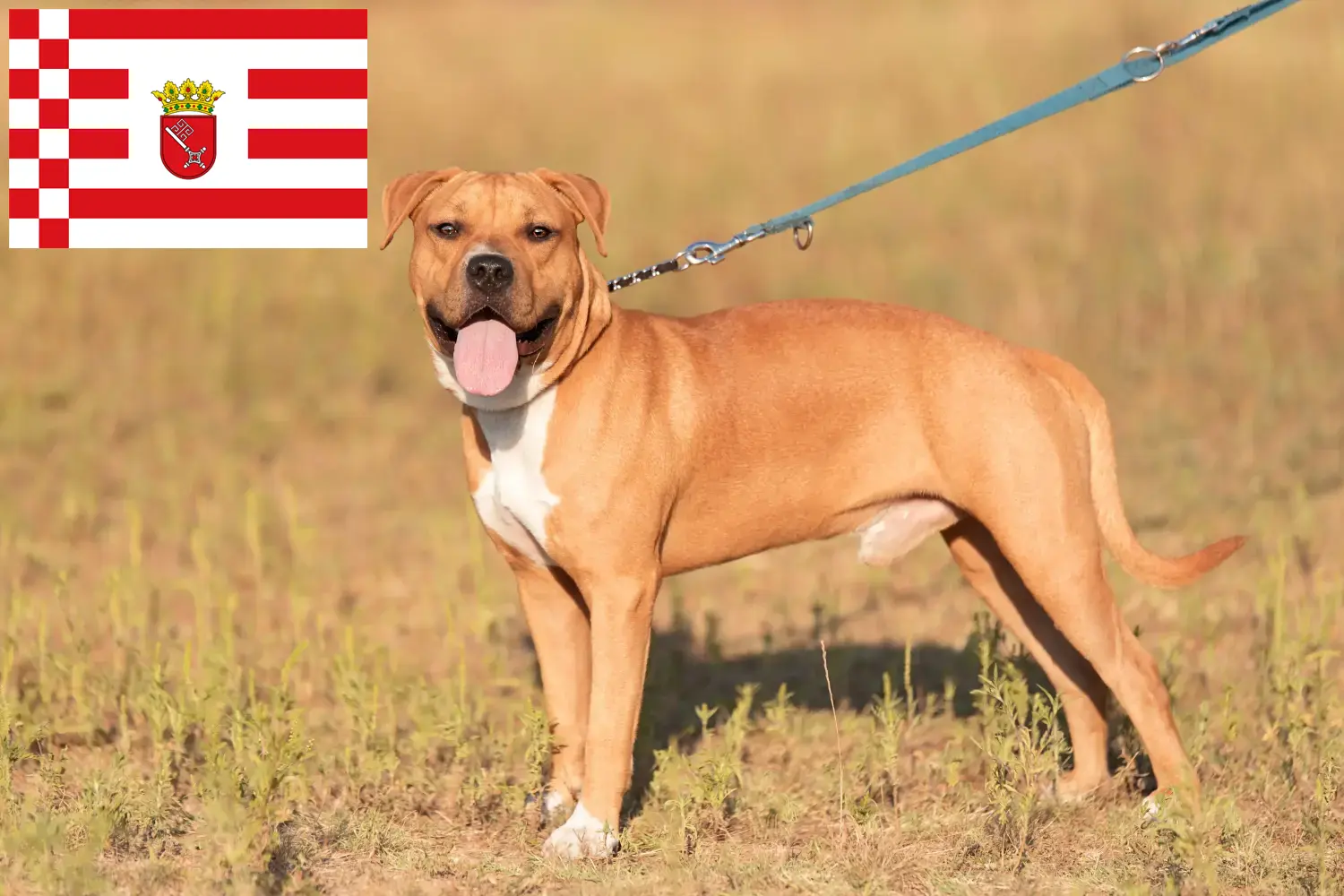 Read more about the article Bremen’de Amerikan Staffordshire Terrier yetiştiricileri ve köpek yavruları