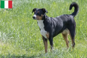 Read more about the article İtalya’da Appenzell Dağ Köpeği Yetiştiricisi ve Yavruları
