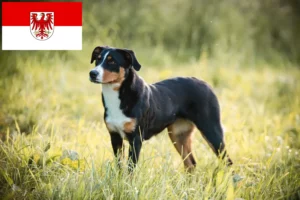 Read more about the article Brandenburg’da Appenzell Dağ Köpeği Yetiştiricisi ve Yavruları