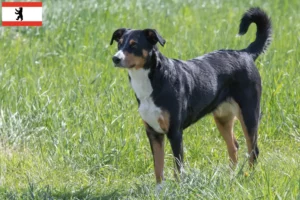 Read more about the article Berlin’de Appenzell Dağ Köpeği Yetiştiricisi ve Yavruları