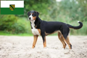 Read more about the article Saksonya’da Appenzell Dağ Köpeği Yetiştiricisi ve Yavruları