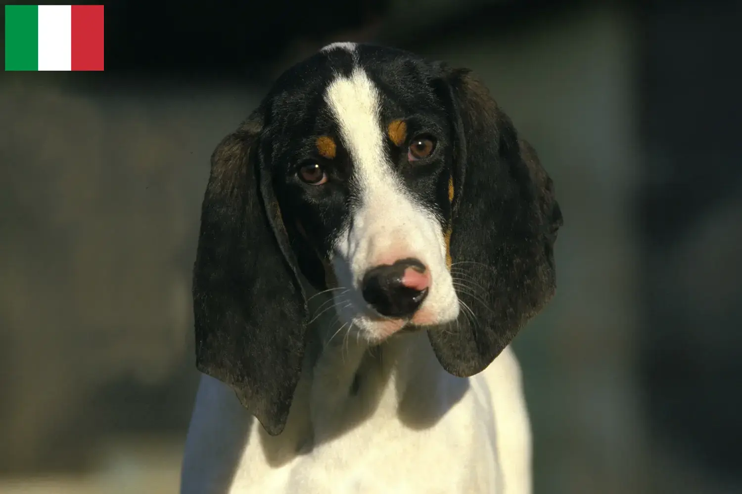 Ariégeois yavru köpek ve yetiştiricileri İtalya Burada İtalya'daki Ariégeois yetiştiricilerini bulabilirsiniz.