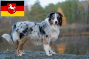 Read more about the article Aşağı Saksonya’da Avustralya Kurdu yetiştiricileri ve yavru köpekler