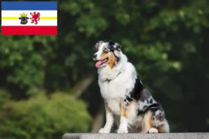 Read more about the article Mecklenburg-Vorpommern’de Avustralya Kurdu yetiştiricileri ve köpek yavruları