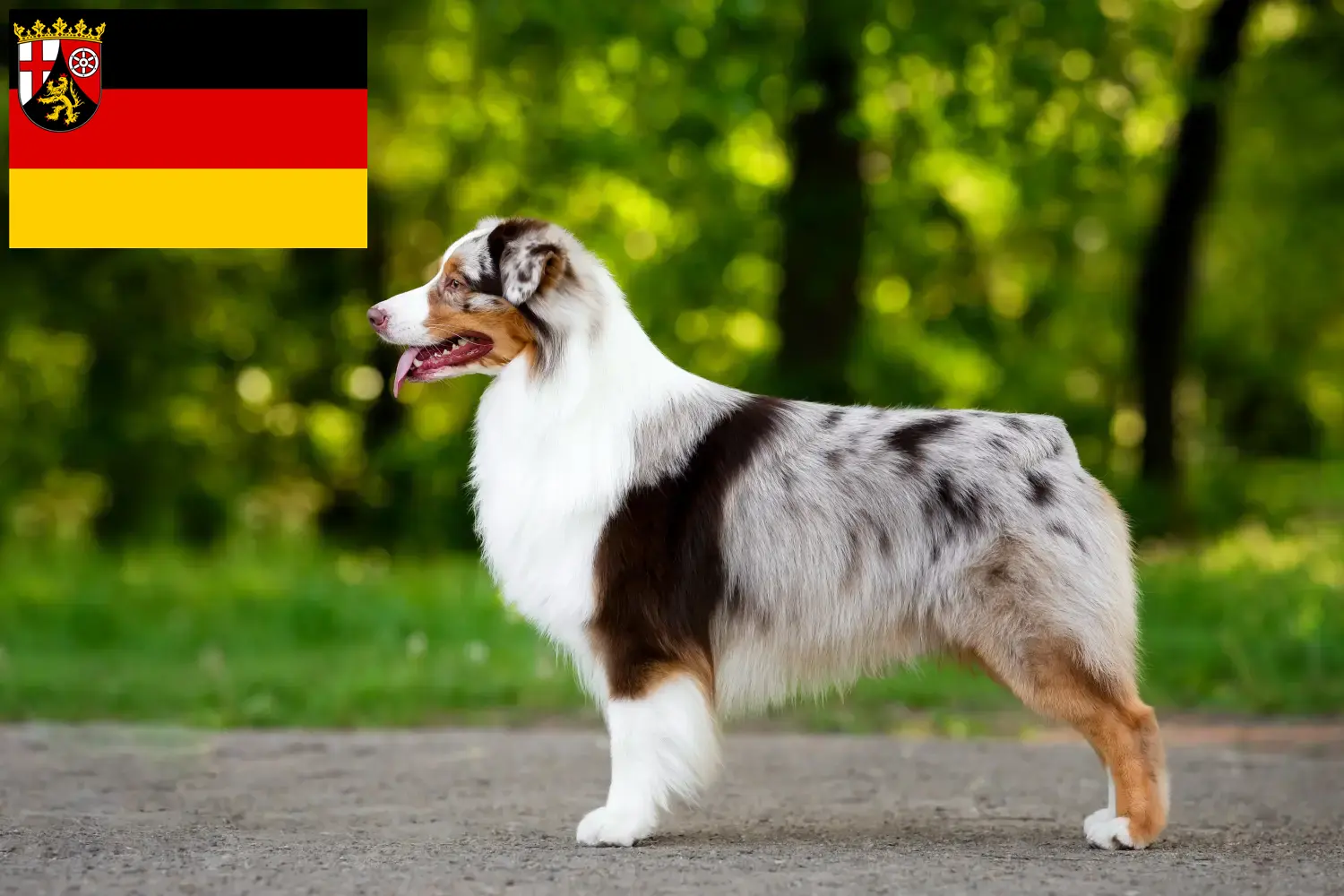 Read more about the article Rheinland-Pfalz’da Avustralya kurdu yetiştiricileri ve köpek yavruları