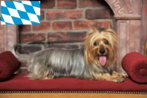 Read more about the article Bavyera’da Avustralya Silky Terrier yetiştiricileri ve köpek yavruları