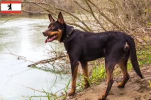 Read more about the article Berlin’de Avustralya Kelpie yetiştiricisi ve yavru köpekler