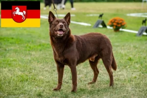 Read more about the article Aşağı Saksonya’daki Avustralya Kelpisi yetiştiricileri ve köpek yavruları