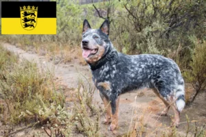 Read more about the article Baden-Württemberg’de Avustralya Sığır Köpeği yetiştiricileri ve yavruları