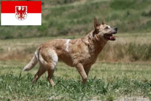 Read more about the article Brandenburg’da Avustralya Sığır Köpeği yetiştiricileri ve yavruları