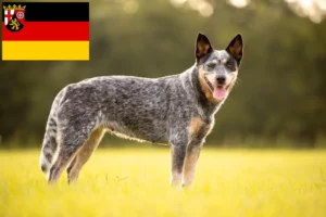 Read more about the article Rhineland-Palatinate’deki Avustralya Sığır Köpeği yetiştiricileri ve yavruları