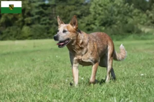 Read more about the article Saksonya’daki Avustralya Sığır Köpeği yetiştiricileri ve yavruları