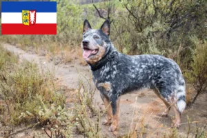Read more about the article Schleswig-Holstein’da Avustralya Sığır Köpeği yetiştiricileri ve yavruları