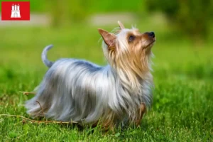 Read more about the article Hamburg’da Avustralya Silky Terrier yetiştiricisi ve yavru köpekler