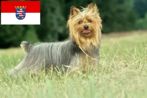Read more about the article Hessen’de Avustralya Silky Terrier yetiştiricileri ve köpek yavruları