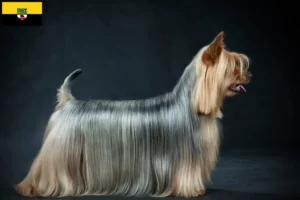 Read more about the article Saxony-Anhalt’da Avustralya Silky Terrier yetiştiricileri ve köpek yavruları