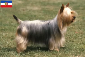Read more about the article Schleswig-Holstein’da Avustralya Silky Terrier yetiştiricileri ve köpek yavruları