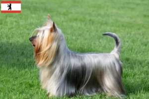 Read more about the article Berlin’de Avustralya Silky Terrier yetiştiricileri ve köpek yavruları