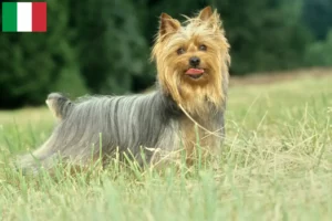 Read more about the article İtalya’da Avustralya Silky Terrier yetiştiricileri ve köpek yavruları