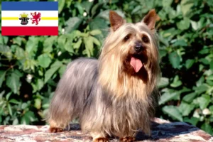 Read more about the article Mecklenburg-Vorpommern’de Avustralya Silky Terrier yetiştiricileri ve köpek yavruları