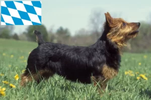 Read more about the article Bavyera’da Avustralya Teriyeri yetiştiricileri ve köpek yavruları