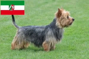 Read more about the article Kuzey Ren-Vestfalya’da Avustralya Teriyeri yetiştiricileri ve köpek yavruları