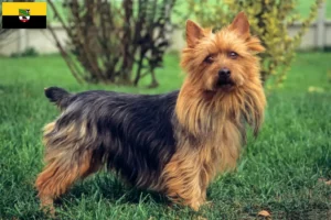 Read more about the article Saxony-Anhalt’da Avustralya Teriyeri yetiştiricileri ve köpek yavruları
