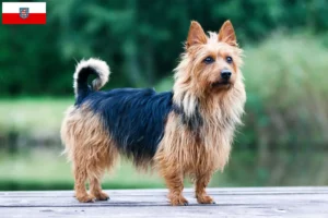 Read more about the article Thüringen’de Avustralya Teriyeri yetiştiricileri ve köpek yavruları
