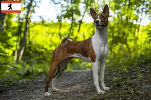 Read more about the article Berlin’de Basenji yetiştiricileri ve köpek yavruları