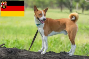 Read more about the article Rheinland-Pfalz’da Basenji yetiştiricileri ve köpek yavruları