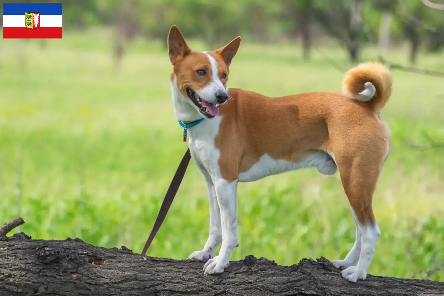 Basenji yavru köpek ve yetiştiricileri Schleswig-Holstein Burada Schleswig-Holstein'daki Basenji yetiştiricilerini bulabilirsiniz.