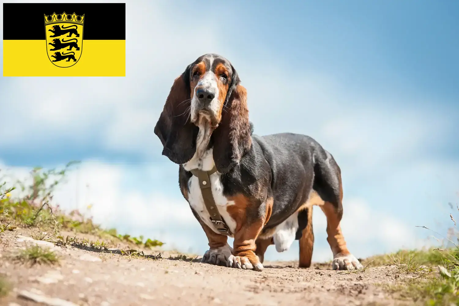 Read more about the article Baden-Württemberg’de Basset Hound yetiştiricileri ve köpek yavruları