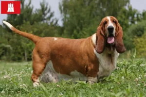 Read more about the article Hamburg’da Basset Hound yetiştiricileri ve köpek yavruları