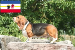 Read more about the article Mecklenburg-Vorpommern’de Basset Hound yetiştiricileri ve köpek yavruları