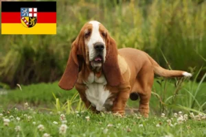 Read more about the article Saarland’da Basset Hound yetiştiricileri ve köpek yavruları