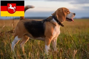 Read more about the article Aşağı Saksonya’daki Beagle yetiştiricileri ve köpek yavruları