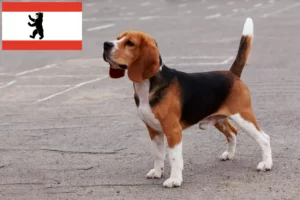 Read more about the article Berlin’de Beagle yetiştiricileri ve köpek yavruları