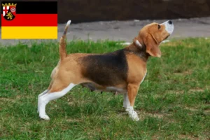 Read more about the article Rheinland-Pfalz’da Beagle yetiştiricileri ve köpek yavruları