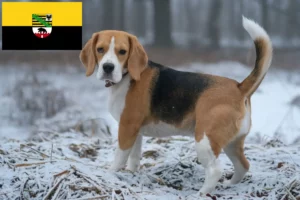 Read more about the article Saxony-Anhalt’da Beagle yetiştiricileri ve köpek yavruları