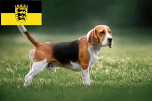 Read more about the article Baden-Württemberg’de Beagle yetiştiricileri ve köpek yavruları