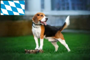 Read more about the article Bavyera’da Beagle yetiştiricileri ve köpek yavruları